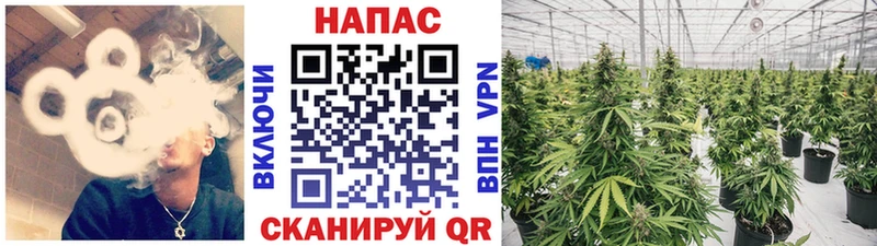что такое   Хотьково  мориарти клад  Каннабис Ganja 